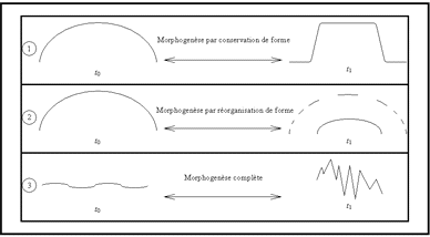 Typologie des morphogenèses